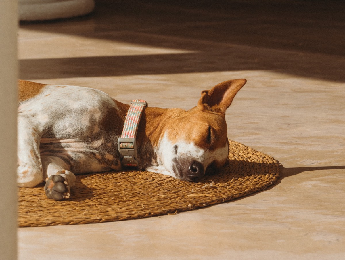 A dog asleep in a patch of sunlight on a woven mat at Lanka Yoga in Sri Lanka, completely relaxed