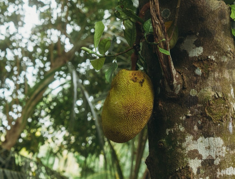 A young green jackfruit hanging from the trunk of a tree in the fruit forest at Lanka Yoga, Sri Lanka