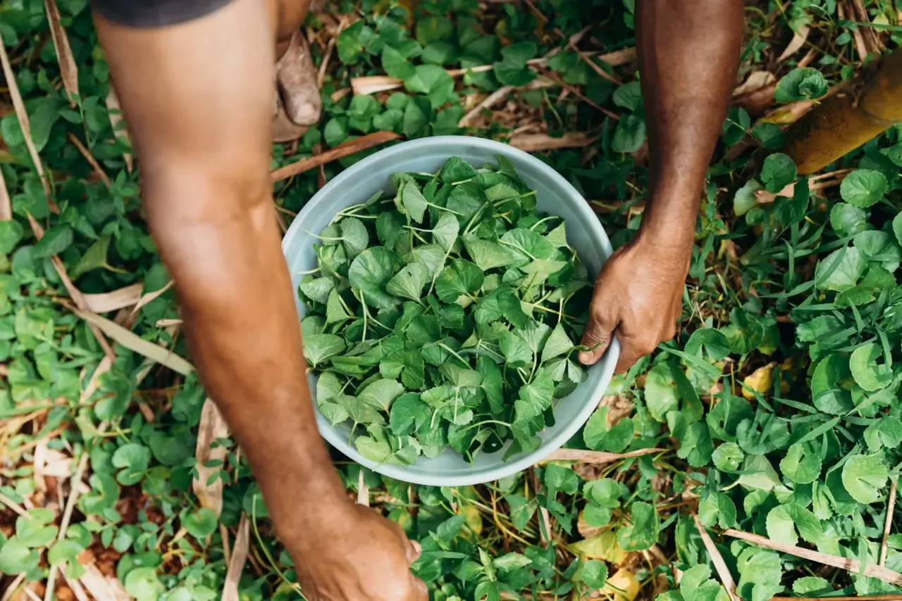 Gotukola Sri Lankan Vegetable