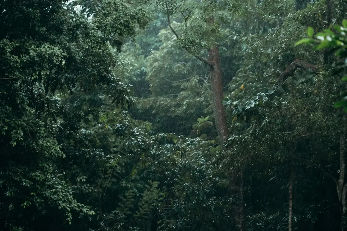 Jungle Sri Lanka