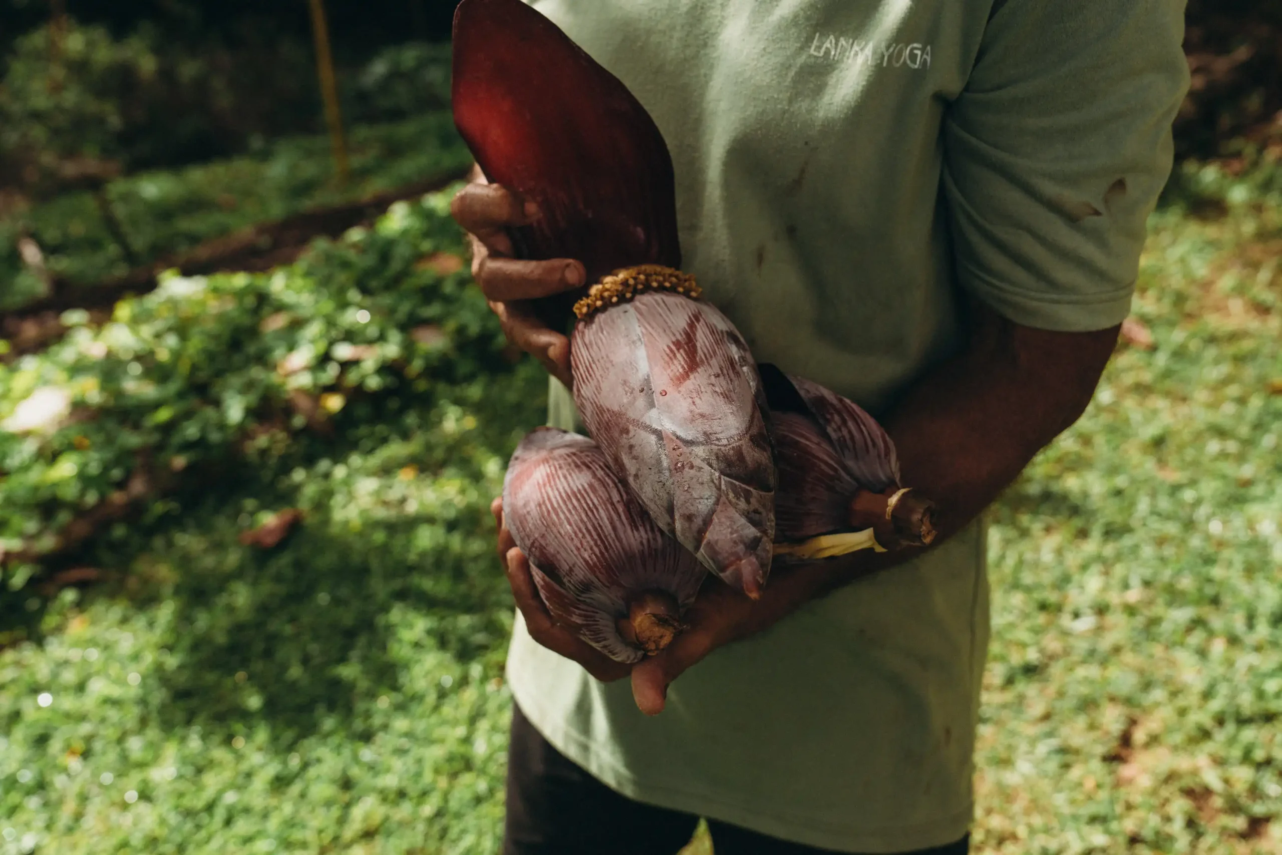 Bananas-Growing-At-Lanka-Yoga Lanka Yoga Retreat