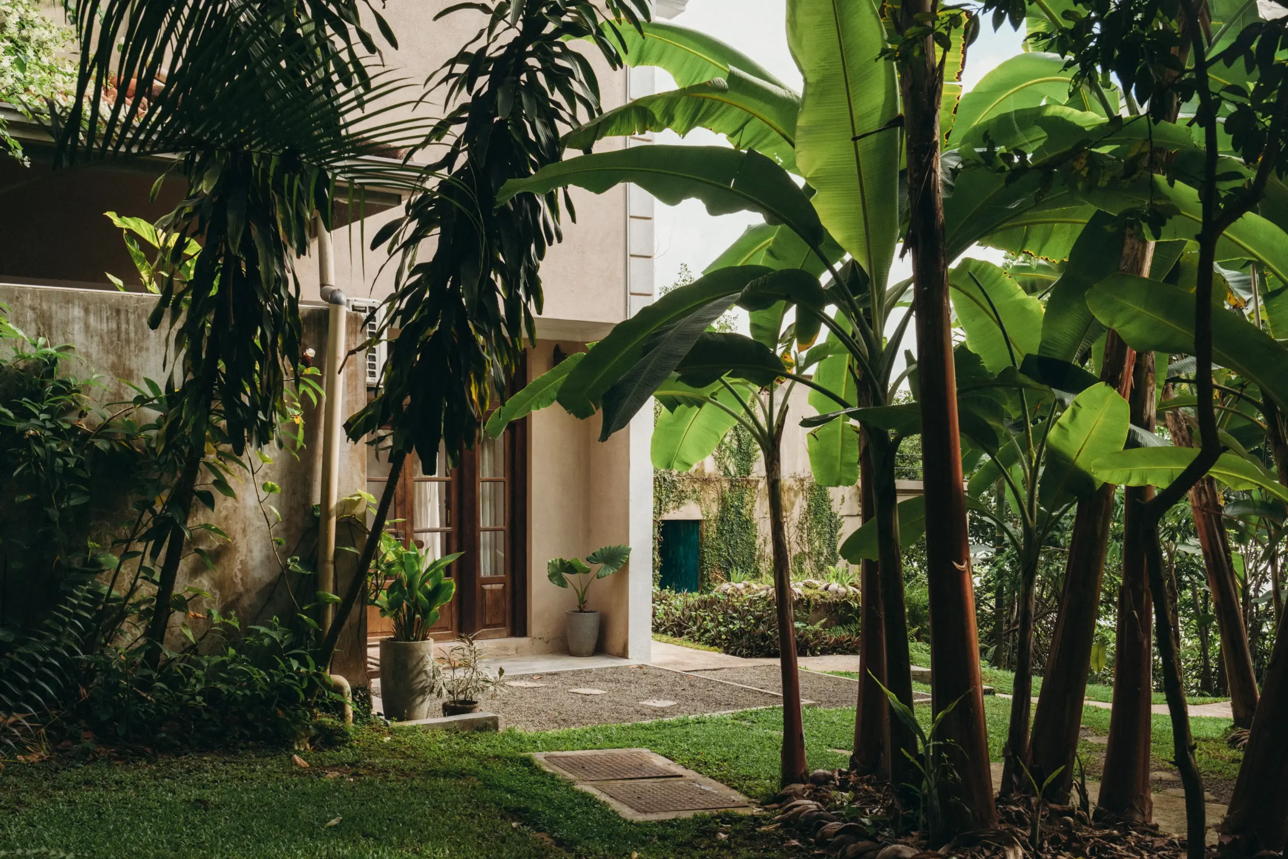 Lanka-Yoga-Land-Managment-Banana Beautiful Sri Lankan Garden