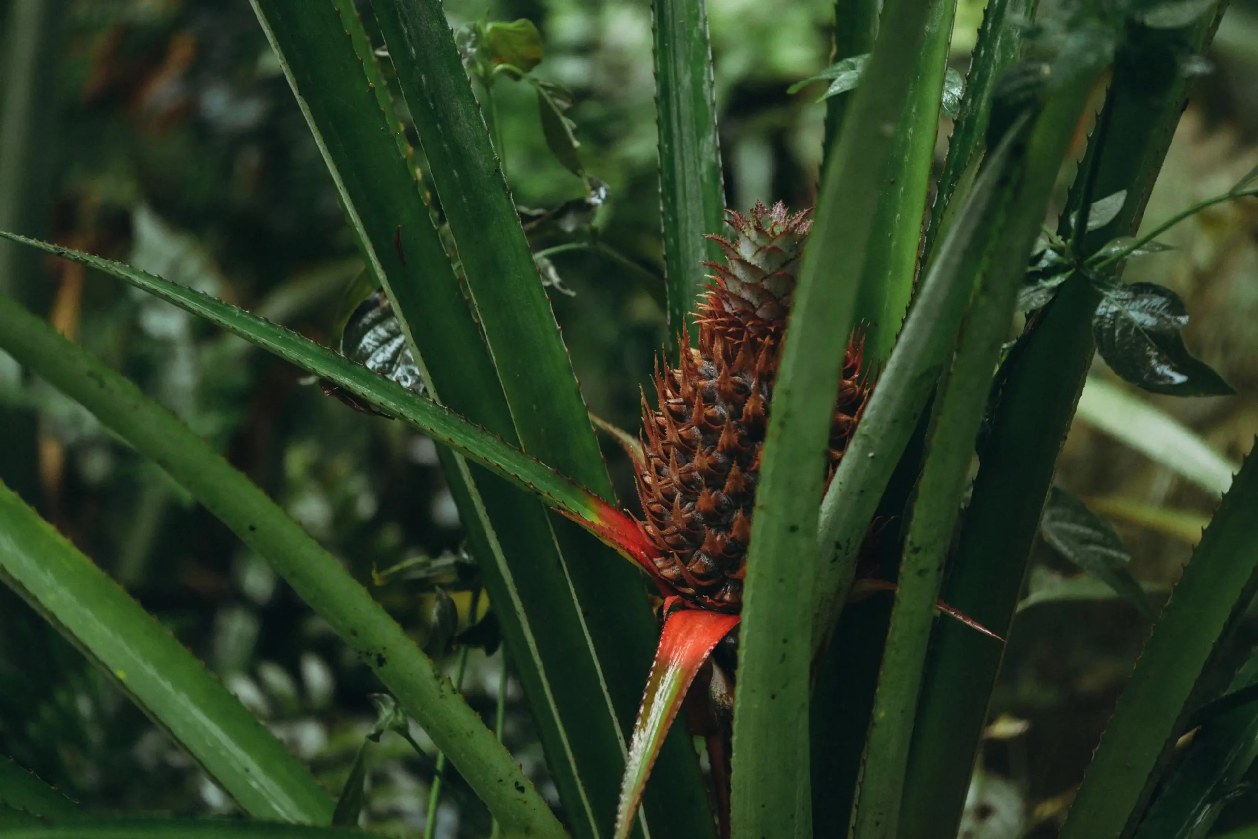 Pinapple-Sri-Lankan-Yoga-Centre Jungle Sri Lanka
