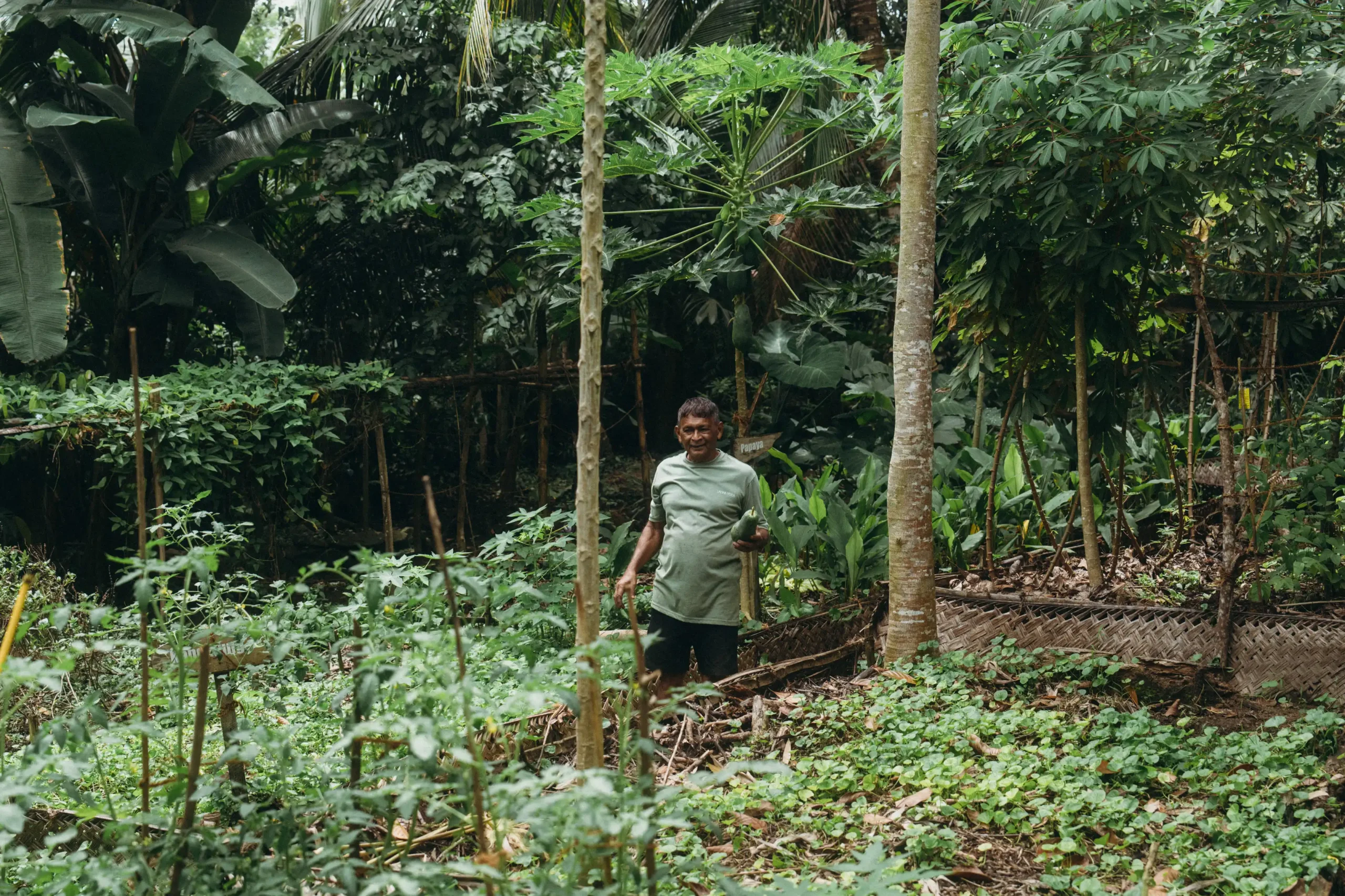 Growing Water Spinach Lanka Yoga